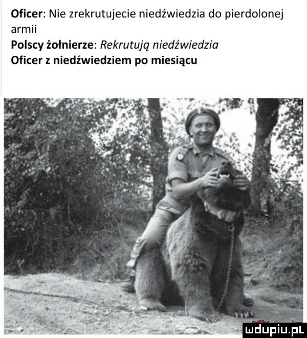 oficer nie zrekrutujecie niedźwiedzia do pierdolonej armii polscy żołnierze rekrutujq niedźwiedzia oficer z niedź dniem po miesiącu