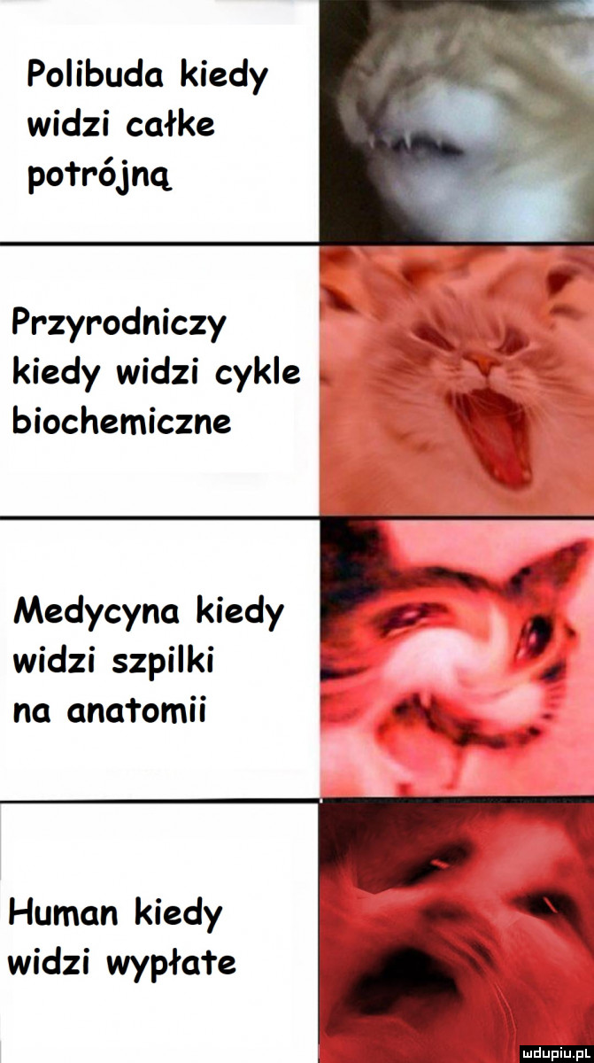 Polibuda kiedy widzi całkę