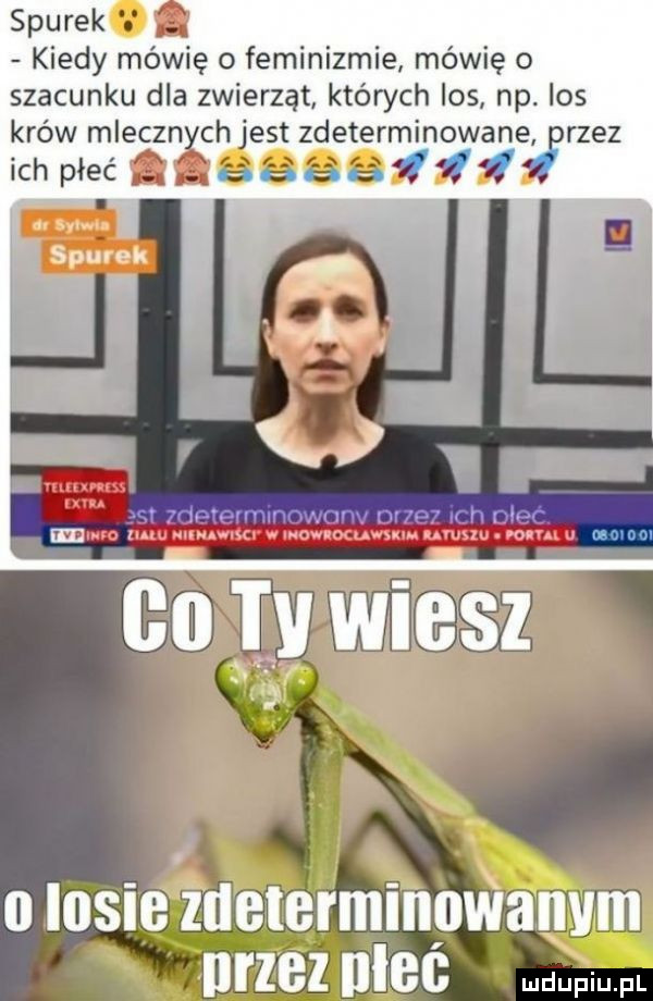 siurek f f kiedy mówię o feminizmie mówię o szacunku dla zwierząt których los np. los krów mlecznych jest zdeterminowanełwrzez ich pleć