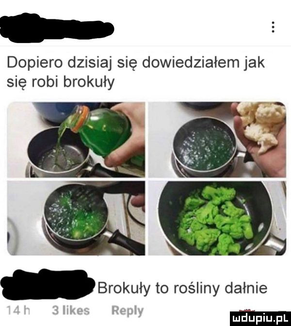 dopiero dzisiaj się dowiedziałem jak się robi brokuły brokuły to rośliny dafnie
