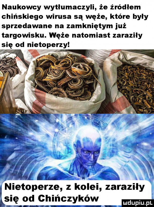naukowcy wytłumaczyli że źródłem chińskiego wirusa są węże które były sprzedawane na zamkniętym już targowisku. węże natomiast zaraziły się od nietoperzy ł  m. nietoperze z kolei zaraziły fce od chińczyki lng e