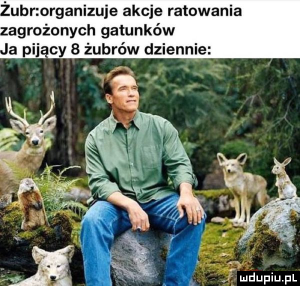 żubr organizuje akcje ratowania zagrożonych gatunków a pijący   żubrów dziennie v