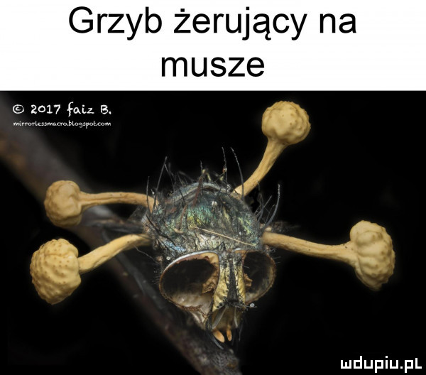 grzyb żerujący na musze      fa a