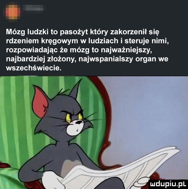 mózg ludzki to pasożyt który zakorzenil się rdzeniem kręgowym w ludziach i steruje nimi rozpowiadając że mózg to najważniejszy najbardziej złożony najwspanialszy organ we wszechświecie