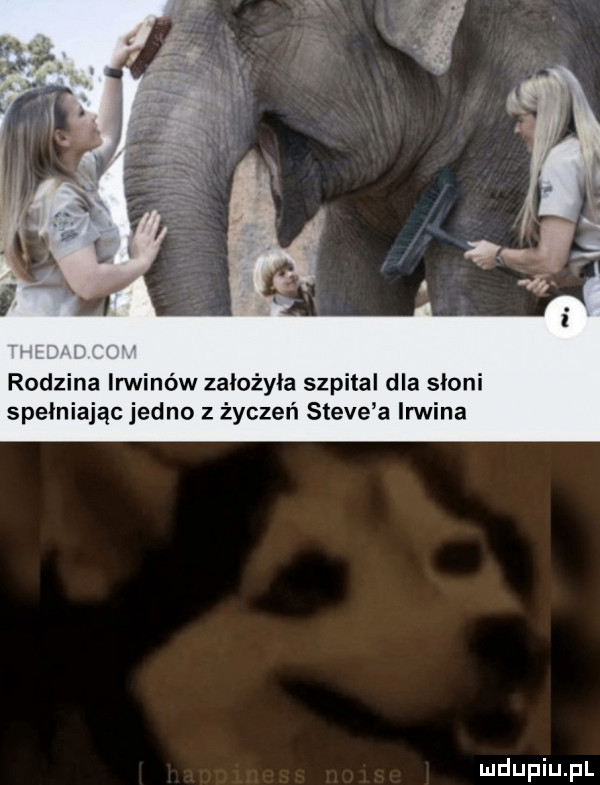 rodzina inninów założyła szpital dla słoni spełniając jedno z życzeń steve a irmina