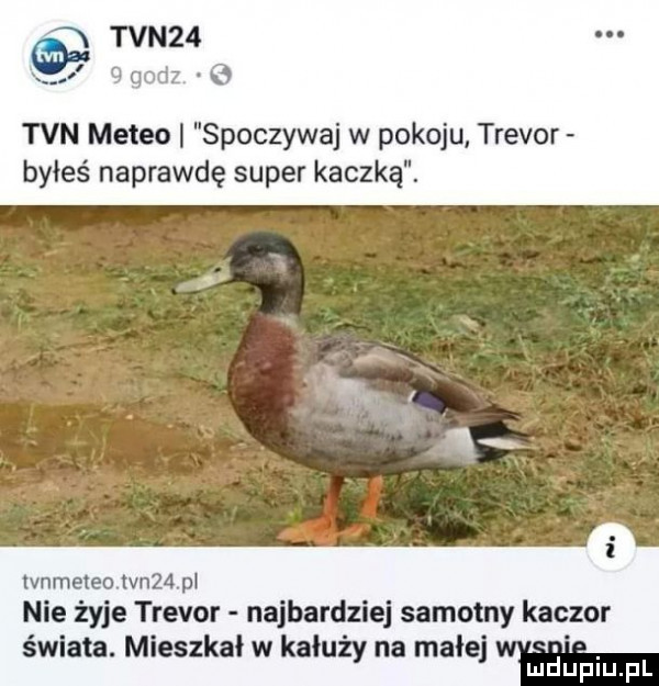 n tvn   ggodz b tvn meteo spoczywaj w pokoju trevor byłeś naprawdę super kaczką. ł lvnmeleo. lan  . pl nie żyje trevor najbardziej samotny kaczor świata. mieszkał w kałuży na małe mn lipiu f
