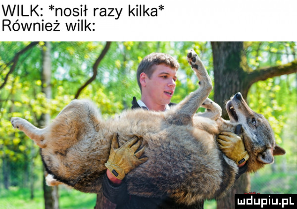 wilk nosił razy kilka również wilk