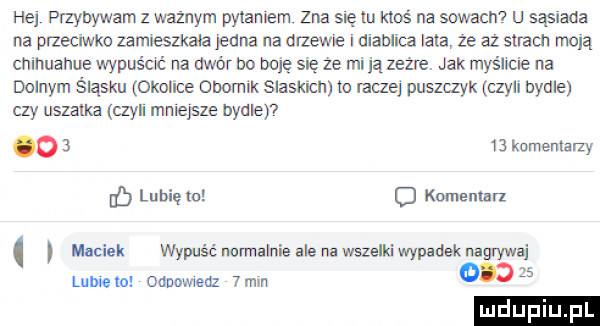 he przybywam z ważnym polaniem zna się tu kłos na sowach u sąsiada na przecieka zamieszkala jedna na drzewie diablica lam ze az strach moją chihuahua wypuścić na wór b  boję się że mi ją zeżre. jak myślice na dolnym śląsku okolice obornik slaskich to lacze puszqyk czyli bydle czy uszanka czyli mniejsze bydle o      komentarzy lb lubiem   komentarz i maciek wypuść normalnie ale na wszelki wypadek nagrywaj     thielo omomeaz  min