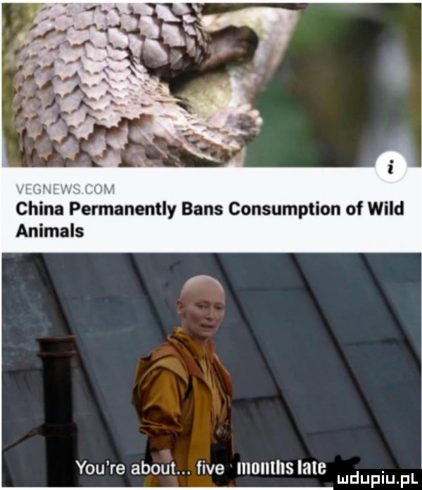 chinn perlnanently baas consumption of wild animals y-u re abort fice illollllls lale