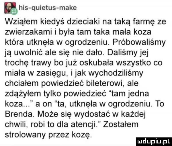 ęhis quietus make wziąłem kiedyś dzieciaki na taką farmę ze zwierzakami i była tam taka mala koza która utknęła w ogrodzeniu próbowaliśmy ją uwolnić ale się nie dalo. daliśmy jej trochę trawy bo już oskubała wszystko co miala w zasięgu imak wychodziliśmy chciałem powiedzieć bileterowi ale zdążyłem tylko powiedzieć tam jedna koza a on ta utknęła w ogrodzeniu to brenda. może się wydostać w każdej chwili robi to dla atencji zostalem strofowany przez kozę