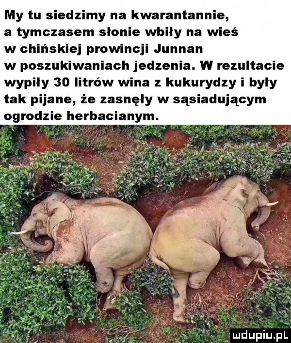 my tu siedzimy na kwarantannie a tymczasem słonie wbily na wieś w chińskiej prowincji junnan w poszukiwaniach jedzenia. w rezultacie wypily    litrów wina z kukurydzy i były tak pijane że zasnęły w sąsiadującym ogrodzie herbacianym