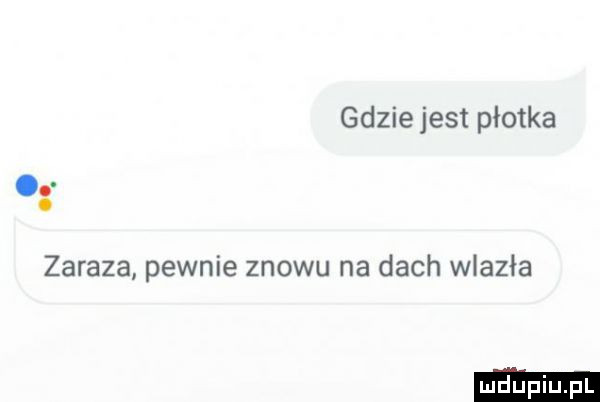 gdzie jest płotka zaraza pewnie znowu na dach wlazła