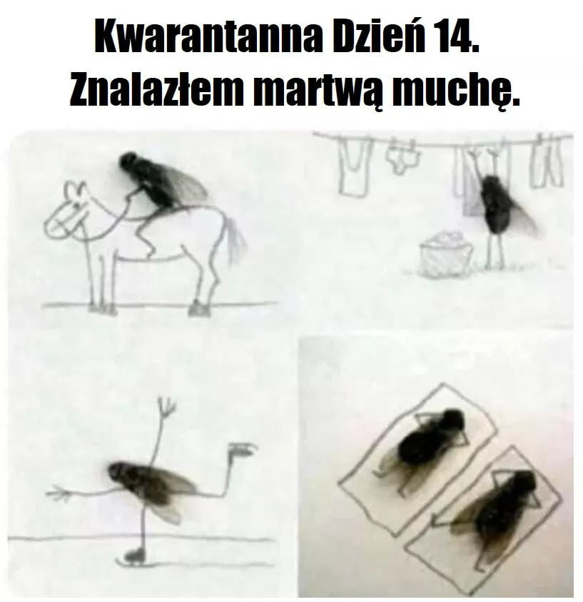 kwarantanna ilmień  . lnalazlem martwa muchę
