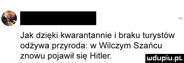 v jak dzięki kwarantannie i braku turystów odżywa przyroda w wilczym szańcu znowu pojawił się hitler